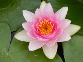 Nymphaea Masaniello - розовая,  средний сорт