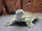 Черепаха трионикс