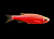 Данио рерио (GloFish)  Розовый светящийся