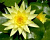 Nymphaea Yellow Sensation - желтая, средний сорт