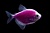 Тернеция (GloFish) пурпурная светящаяся