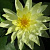 Nymphaea Mayla, желто-оранжевая, крупный сорт