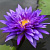 Nymphaea Sirius - фиолетовая, крупный сорт