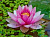 Nymphaea Marliacea Rubra Punctata - бардовая, крупный сорт