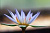 Nymphaea Shirley bryn - фиолетовая, средний сорт