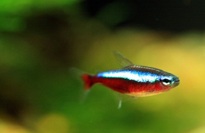 Неон Красный, L Неон Красный, L