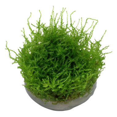 TROPICA Мох везикулария Крисмас (меристемное растение)