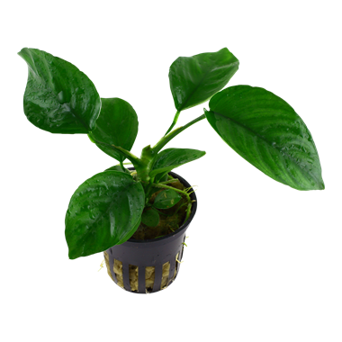 TROPICA Анубиас бартери каладифолия, в блистере