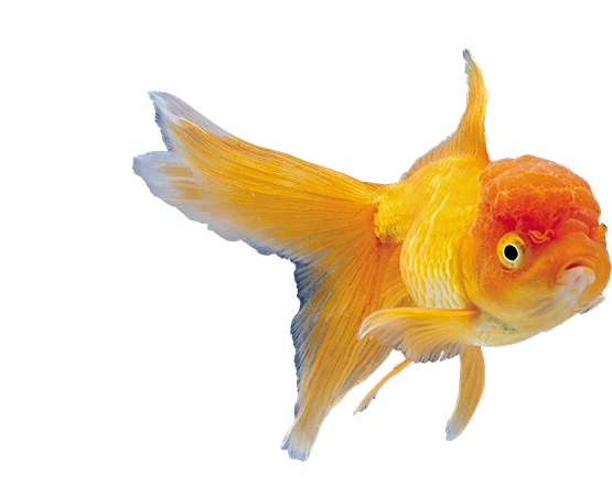 Стресс у аквариумных рыб Стресс у аквариумных рыб