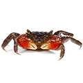 Декоративный краб