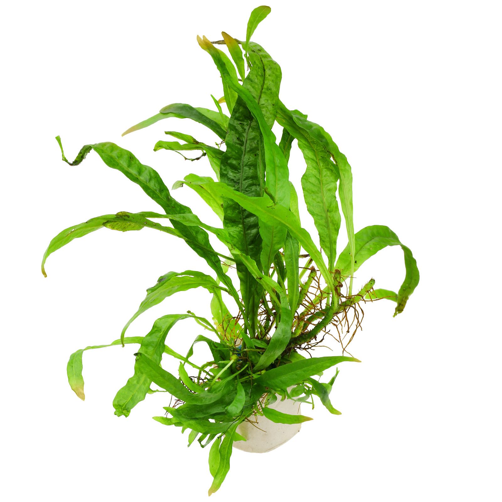 папоротник таиландский (microsorum pteropus). микрозориум птеропус папоротник. папоротник микросорум. папоротник таиландский узколистный. папоротник винделова аквариумное.