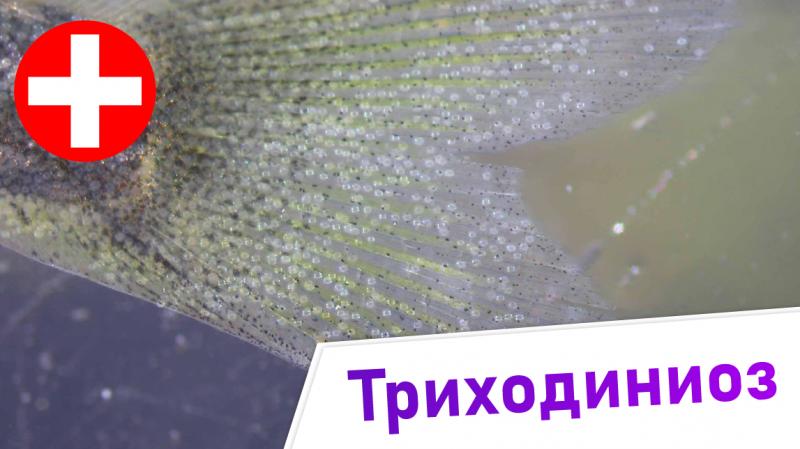триходиниоз - симптомы и лечение. заболевания аквариумных рыб