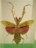 Цветочный богомол (Creoboter gemmatus)