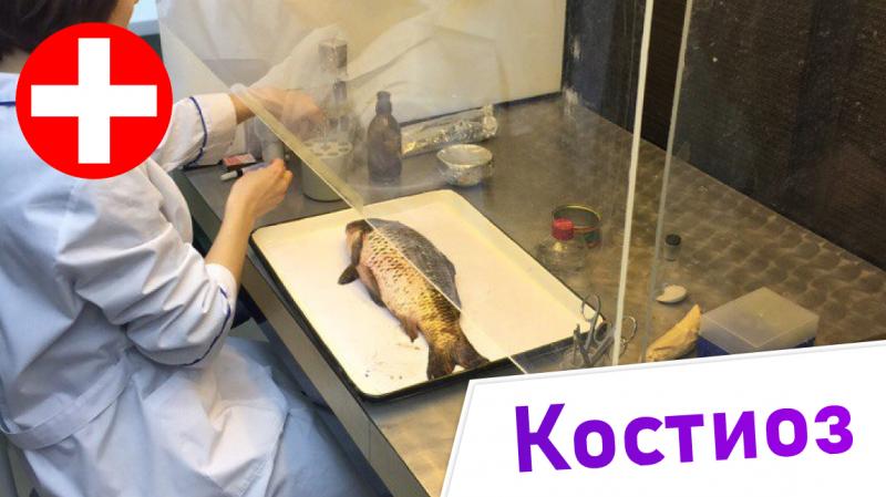 костиоз - симптомы и лечение. жизненный цикл паразита. введение в ихтиопатологию