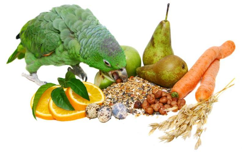 Секреты производства кормов RIO и Little One. Mealberry – больше, чем корма для животных.  Секреты производства кормов RIO и Little One. Mealberry – больше, чем корма для животных.