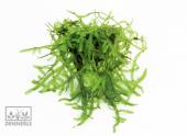 Мох Везикулария плакучая In-Vitro, (меристемное растение), ф60х40 мм