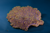 Искуственный коралл Acropoa Spisifera 40x42x9