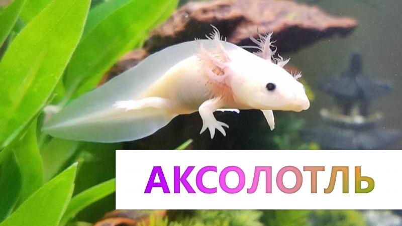 Аскалоп - CoffeePapa.ru