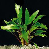 Криптокорина Лютея (меристемное растение), ф60х40 мм