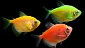 Тернеция (GloFish) ассорти светящаяся