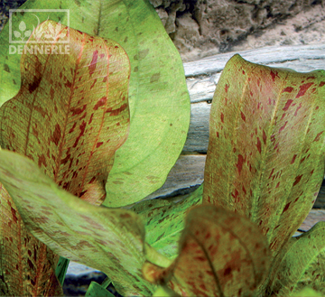 Эхинодорус Харбих Крапчатый, в горшочке