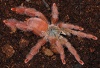 Tapinauchenius gigas самка с переноской BOX003