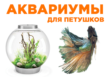 Аквариумы для петушков Аквариумы для петушков