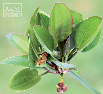 Эхинодорус  Сердцевидный Харбих Красный, в горшочке