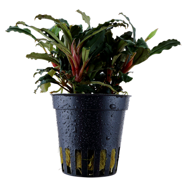 TROPICA Буцефаландра Красная в горшочке