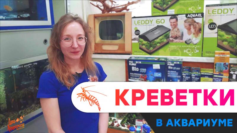 содержание креветок в аквариуме для начинающих содержание креветок в аквариуме для начинающих