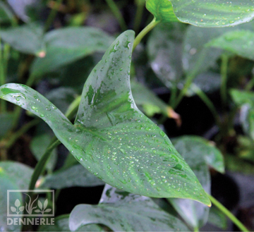 Анубиас Копьевидный, в горшочке