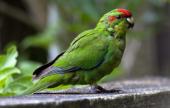 Попугай Какарик Зеленый