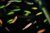 Данио рерио (GloFish) Ассорти Светящийся