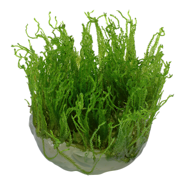 TROPICA Мох таксифилум Тайваньский (меристемное растение)