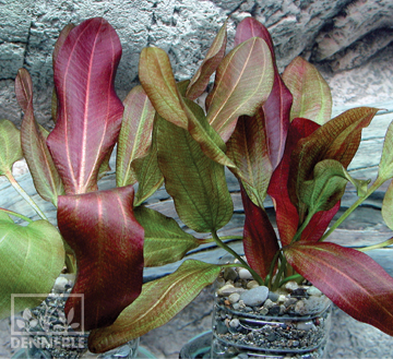 Эхинодорус  Малый Медведь, в горшочке