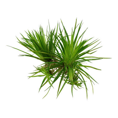TROPICA Эриокаулон синериум (меристемное растение)
