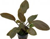 Лагенандра Меебольда Рэд Лонг НОВИНКА!!