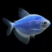 Тернеция (GloFish) Синяя Светящаяся