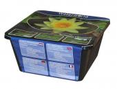 nymphaea chromatella