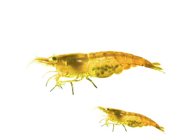 Содержание креветок в аквариуме для начинающих Содержание креветок в аквариуме для начинающих