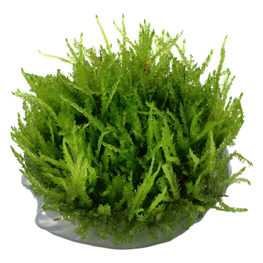 TROPICA Мох везикулария Випинг (меристемное растение)