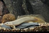 Полиптерус Сенегальский (Рыба Дракон)