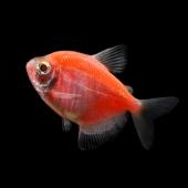 Тернеция (GloFish) Оранжевая светящаяся