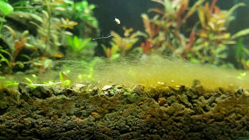 Несколько вопросов о водорослях и жителях аквариума
