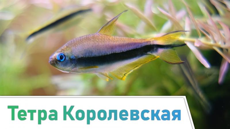 тетра королевская