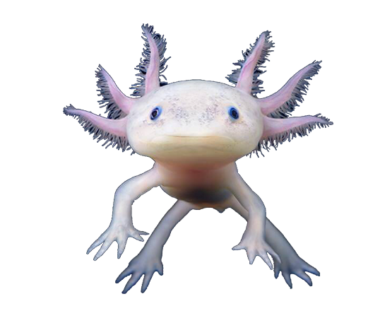 Аксолотль - Все о содержании и лечении Аксолотль - Все о содержании и лечении