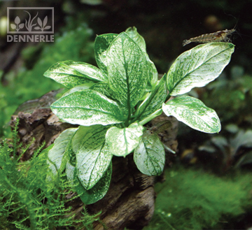 Анубиас Карликовый Пинто, в горшочке