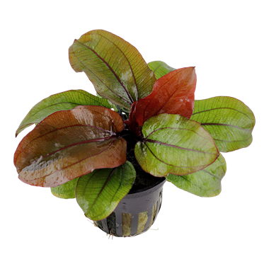 TROPICA Эхинодорус Рени, в блистере
