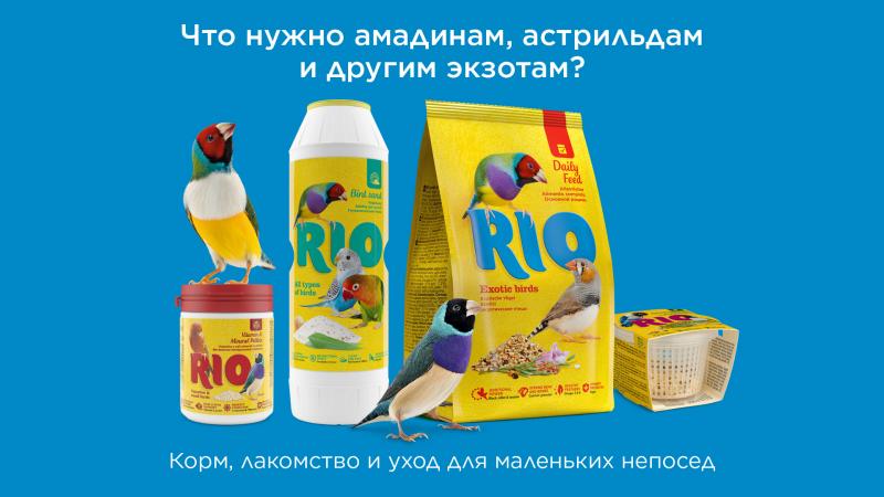что нужно амадинам, астрильдам и другим экзотическим птицам: 7 важных компонентов для активной жизни что нужно амадинам, астрильдам и другим экзотическим птицам: 7 важных компонентов для активной жизни