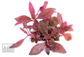 Альтернантера Рейнека Лиловая In-Vitro, (меристемное растение), ф60х40 мм